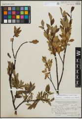 Foto von Salix planifolia Pursh